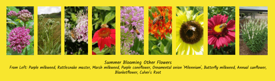 Summer blooming flowers for bees