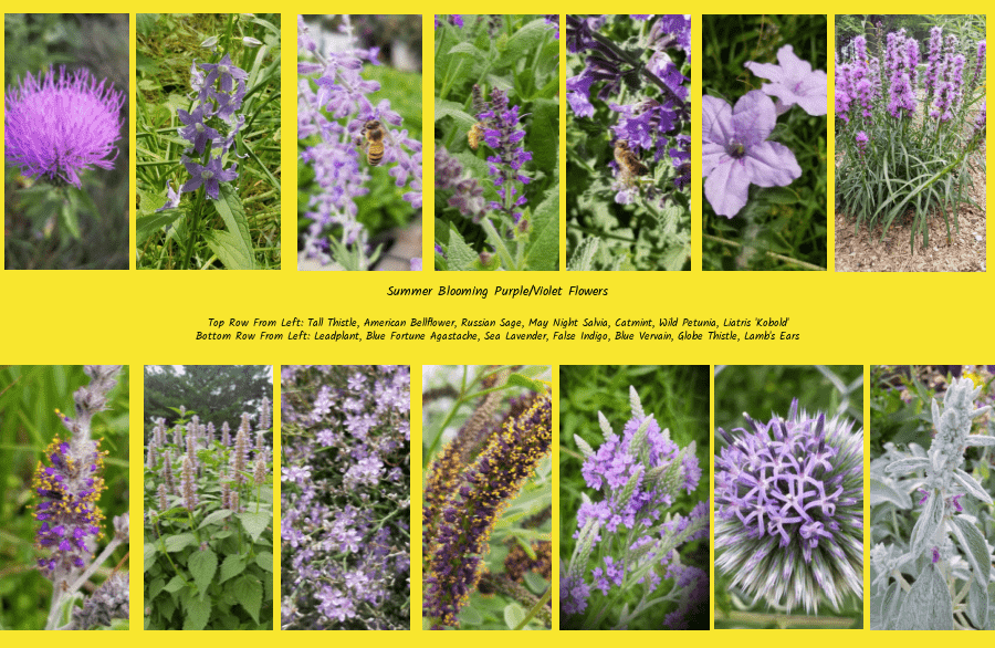 purple summer flowers for honeybees