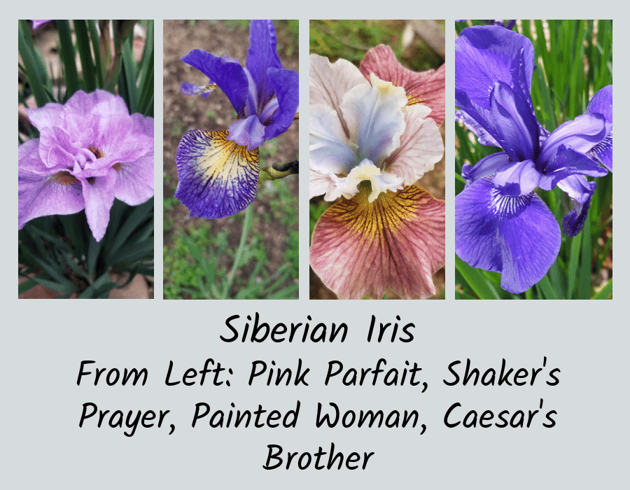 siberian iris