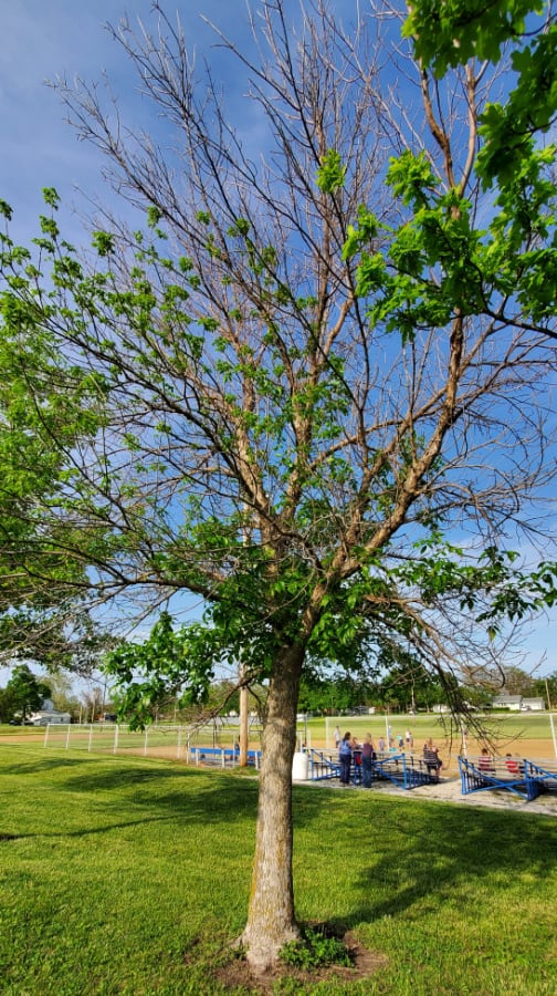 Emerald ash borer infested tree