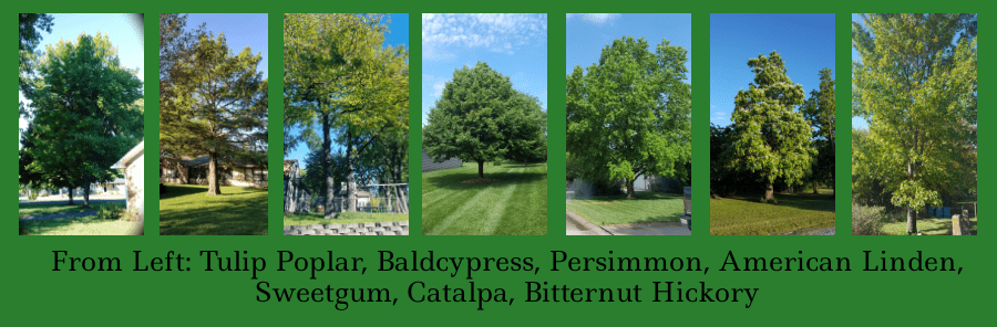 trees to replace ash trees in the landscape