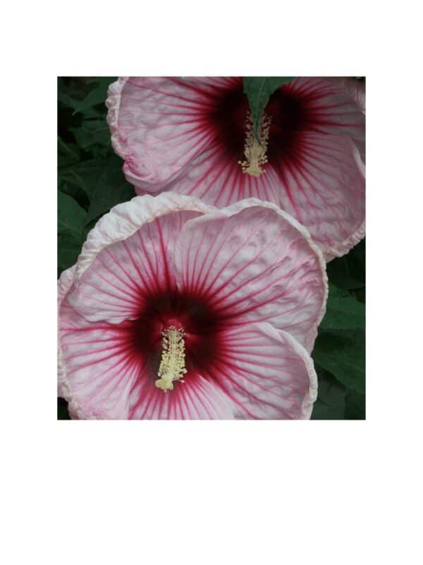 Bring the Heat with Hardy Hibiscus