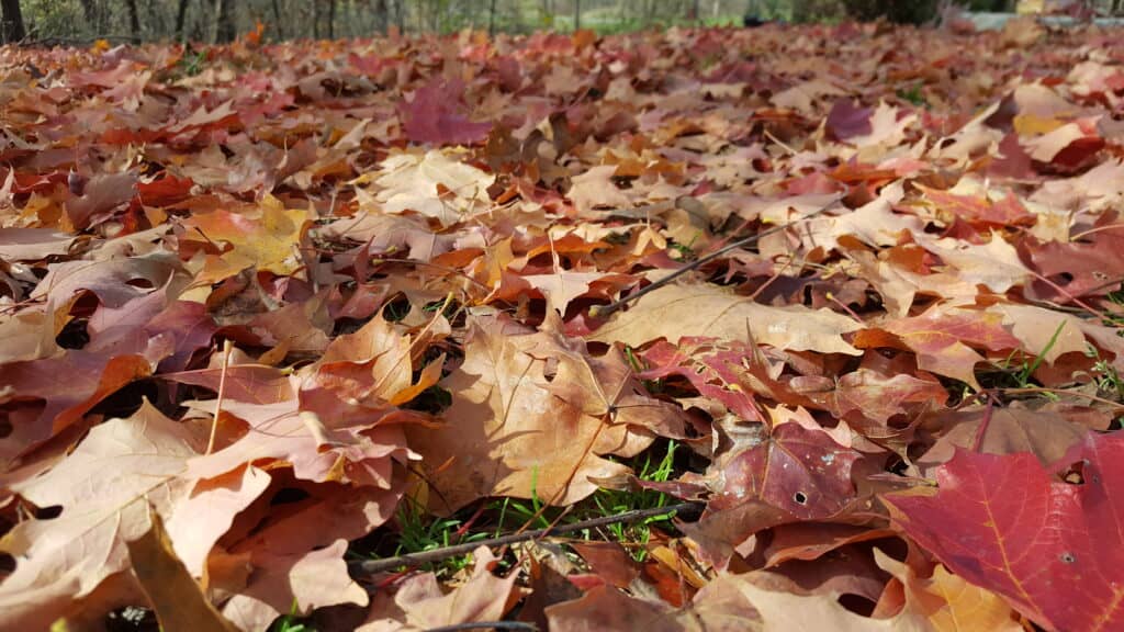 Fall cleanups are necessary for turf lawns