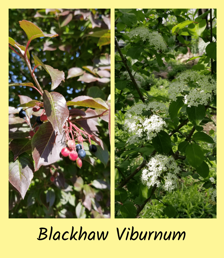 blackhaw viburnum