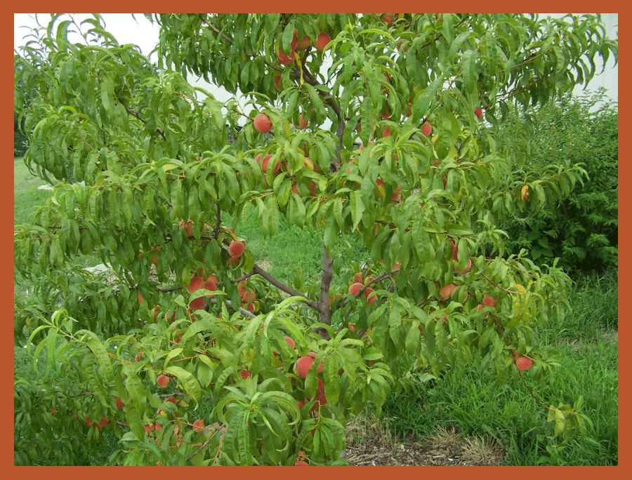 thinning peach trees