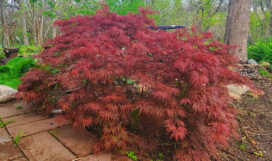 Japanese maple with dark leaves