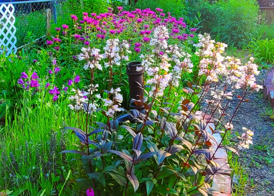 perennials with dark leaves