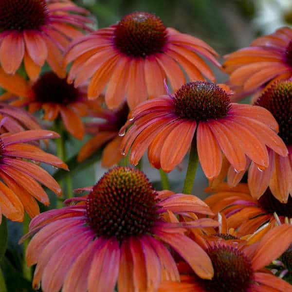 Orange You Awesome Coneflower – 1 Gallon Container