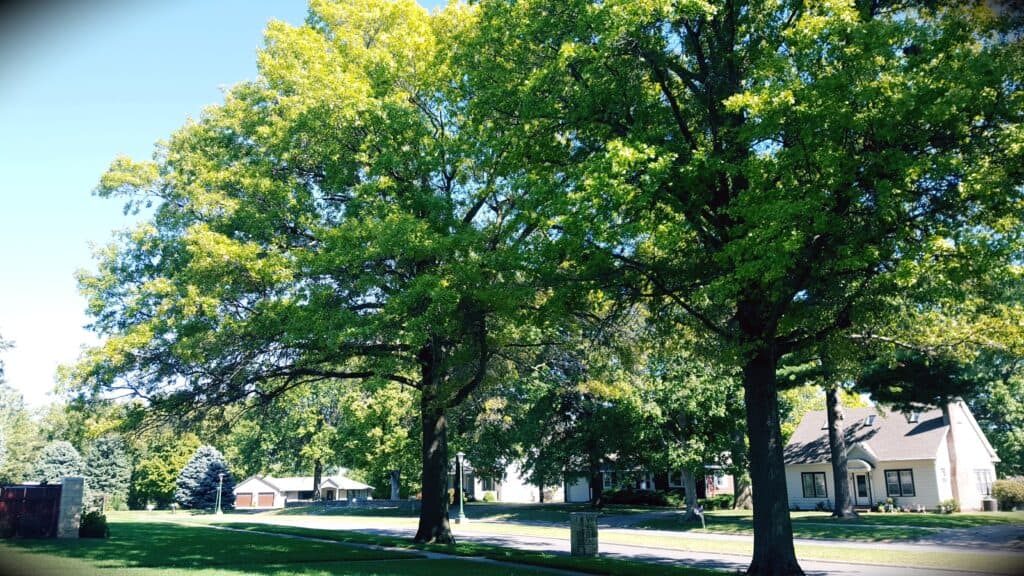 street trees