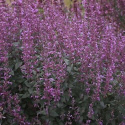 Royal Raspberry Hyssop - 1 Gallon Container