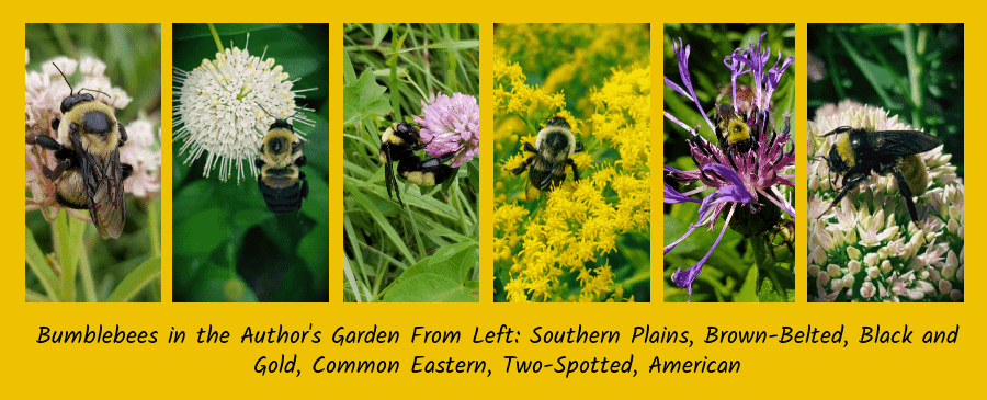 bumblebees of the author's garden