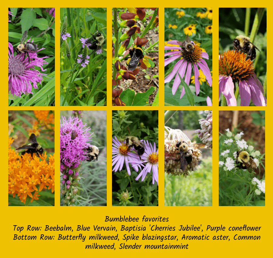 favorite plant foods of bumblebees