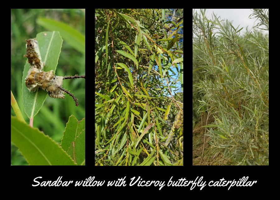 sandbar willow can be used in pollinator pockets