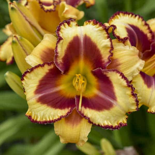 Blazing Glory Daylily – 1 Gallon Container