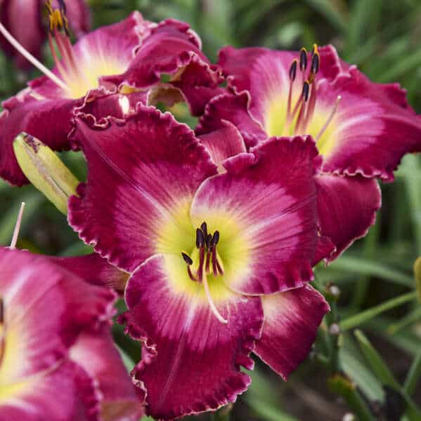 Blood Sweat and Tears Daylily – 1 Gallon Container