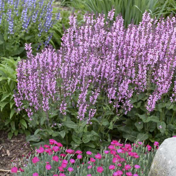 Pink Dawn Salvia – 1 Gallon Container