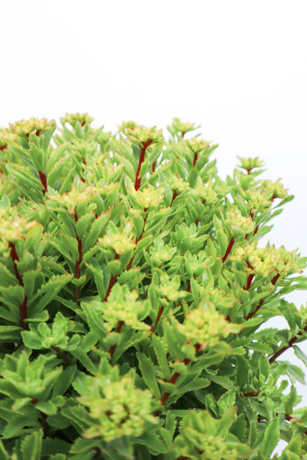 Bright Idea Sedum - 1 Gallon Container - Image 3