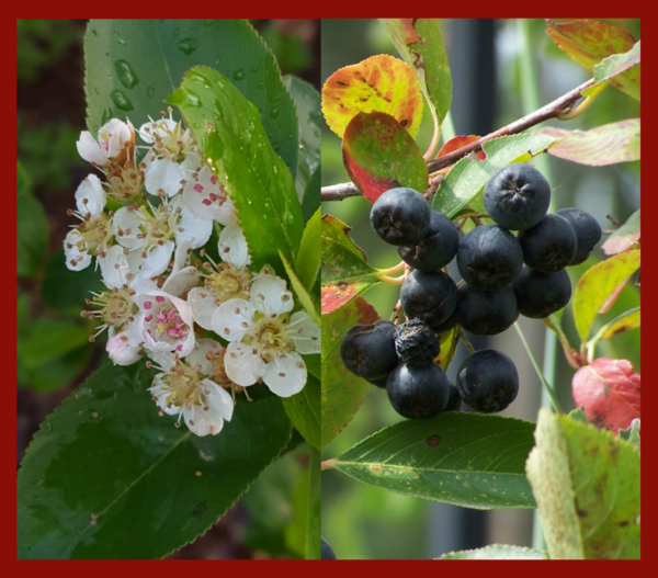 Aronia – April Plant of the Month
