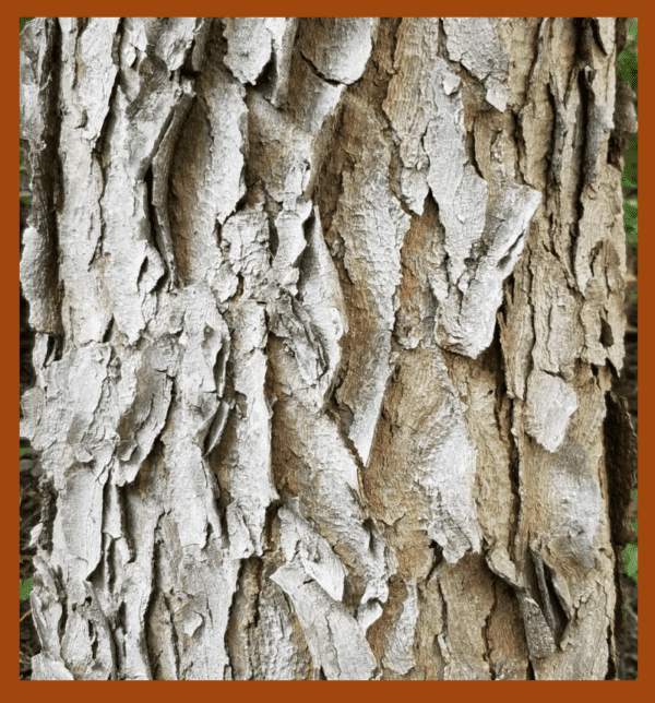 The Importance of Bark