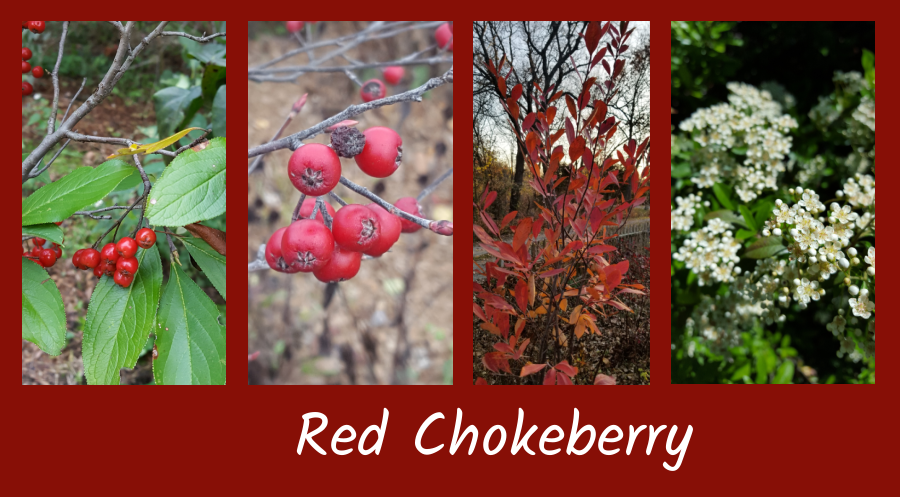 red chokeberry aronia
