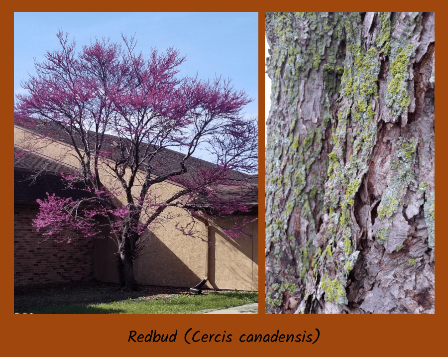 redbud bark