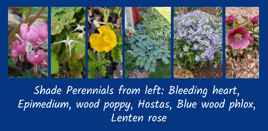 shade perennials for new gardeners