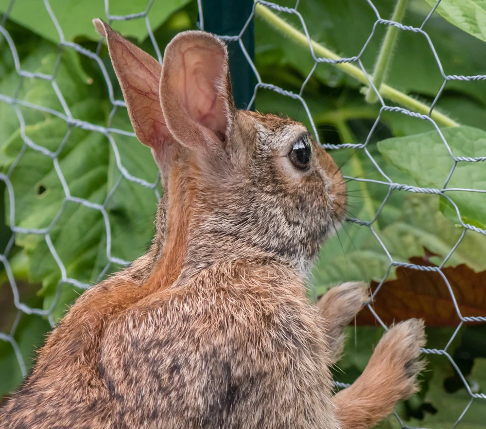 rabbits cannot get through chicken wire