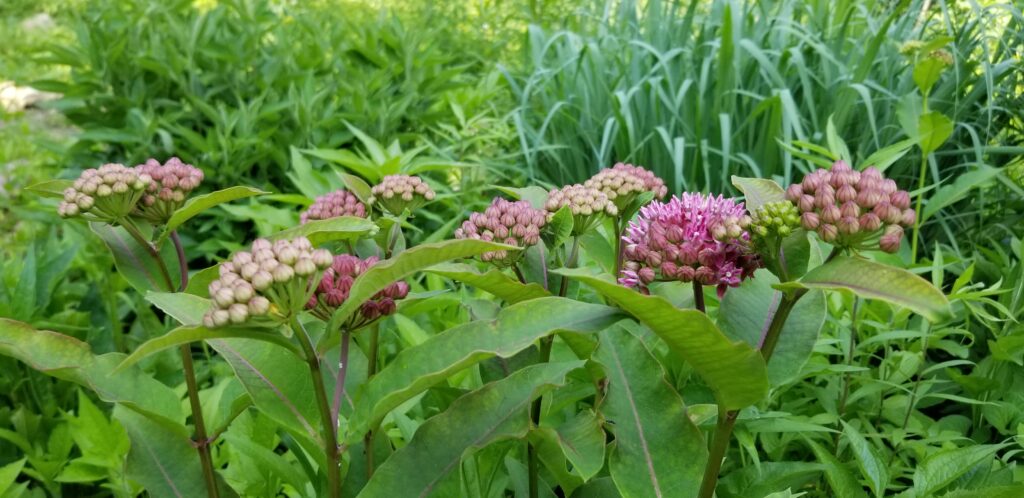 purple milkweed