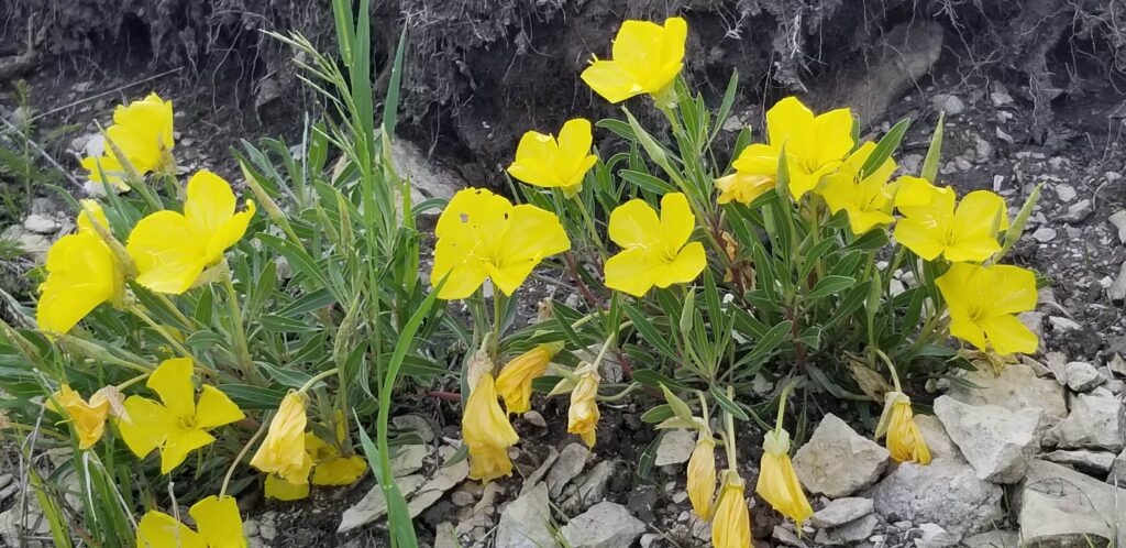 Missouri evening primrose