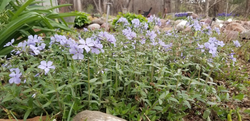 woodland phlox