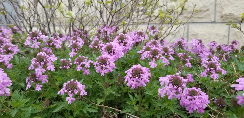 rose verbena