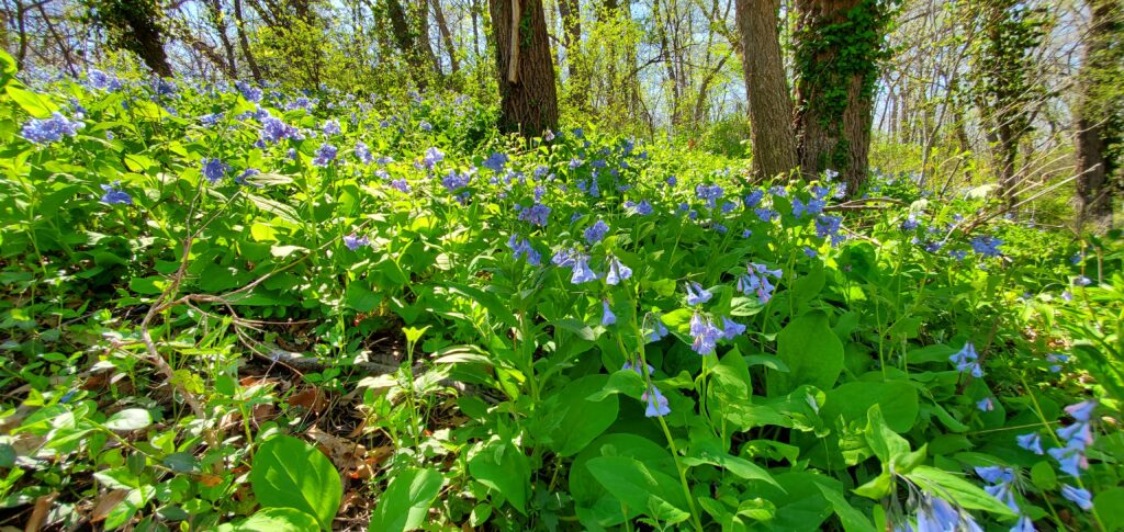 Virginia bluebells 