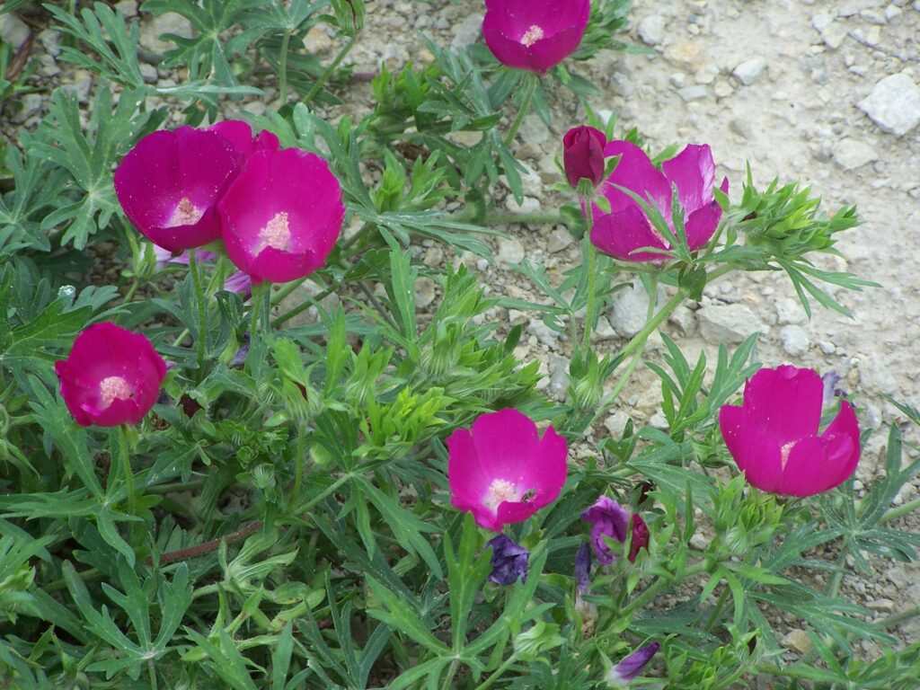 purple poppy mallow