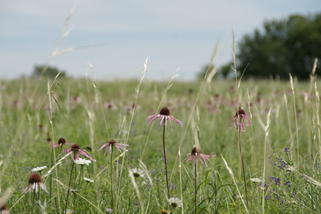 pale purple coneflower