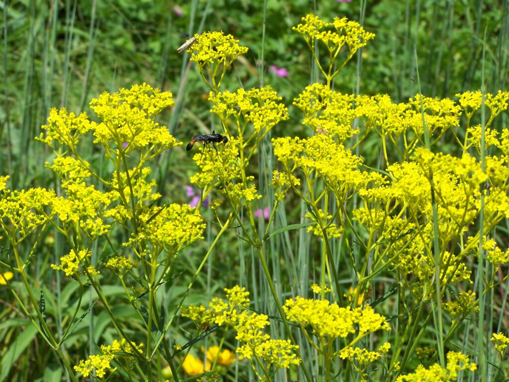 golden Alexanders