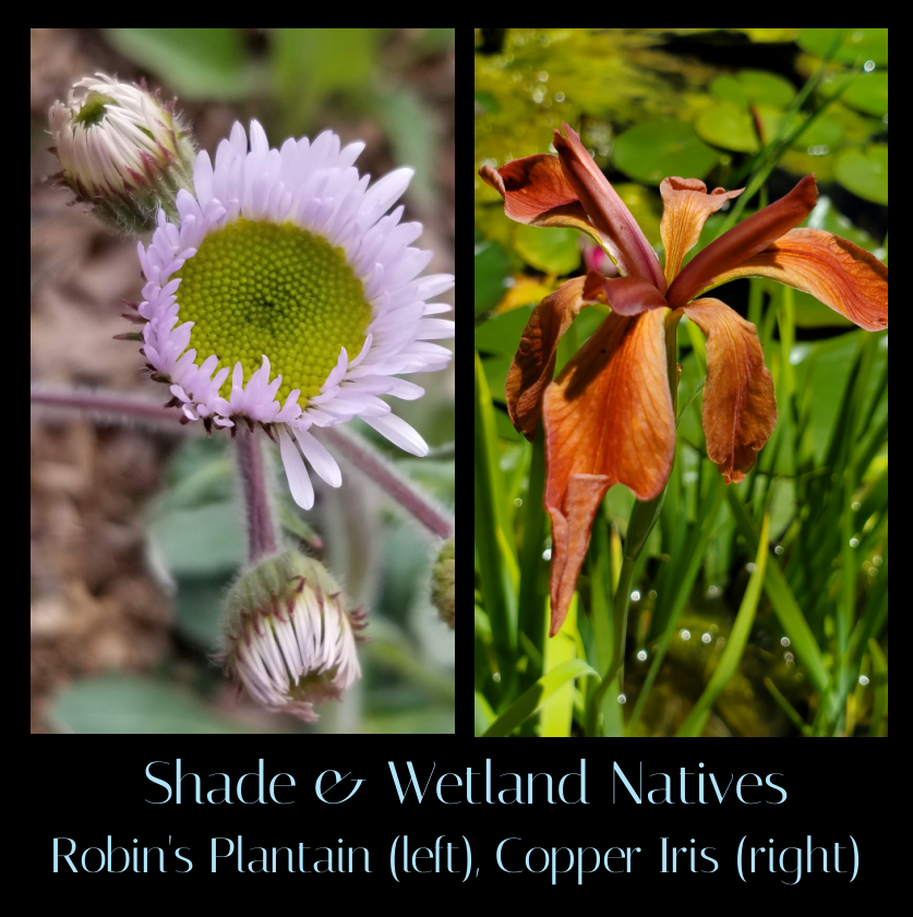 shade and wetland loving natives