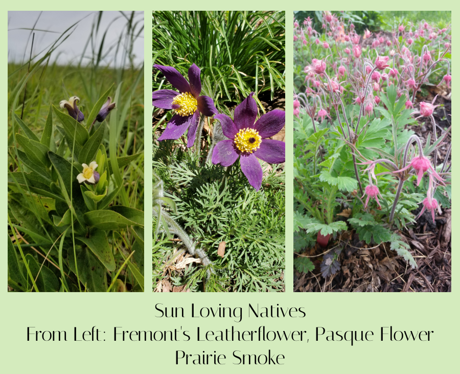 sun loving native plants