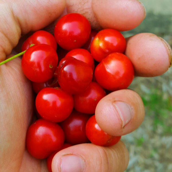 Fruit Tree Guide: Growing Cherries