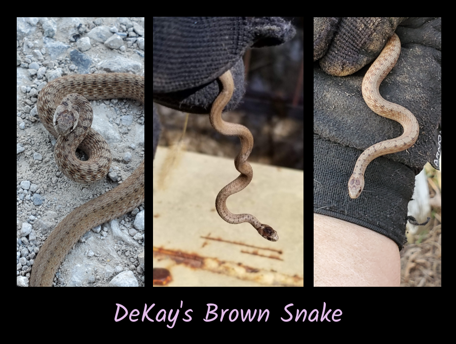 DeKays brownsnake