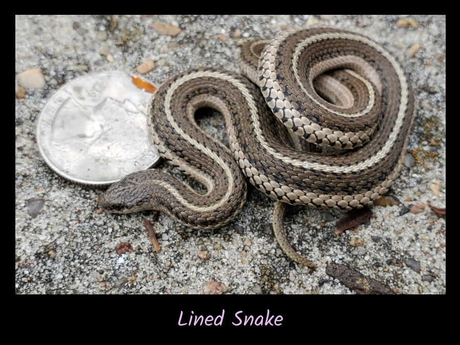 lined snake