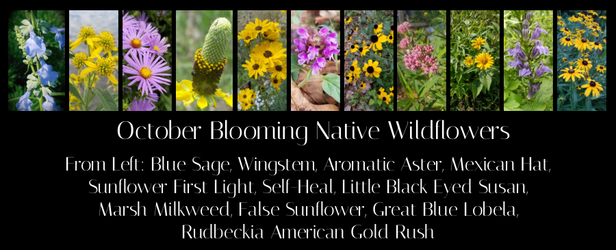 October blooming native plants