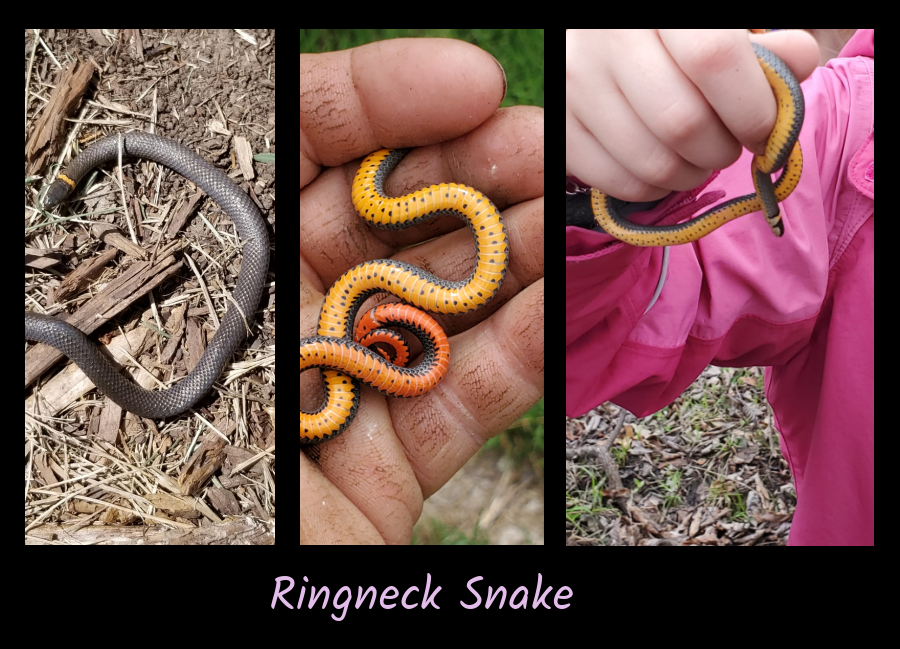 ringnecked snakes