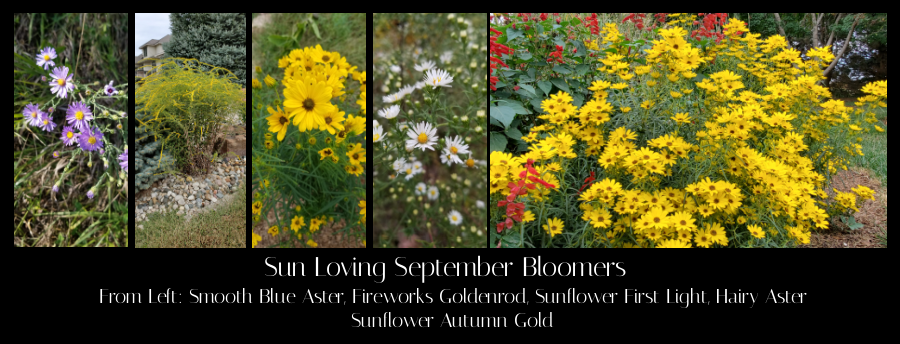 September blooming natives