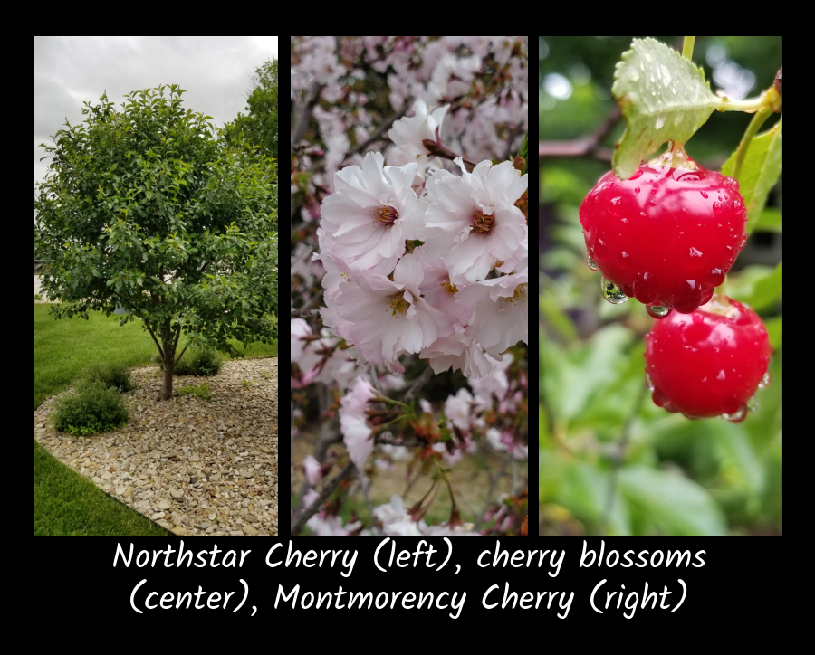 sour cherry