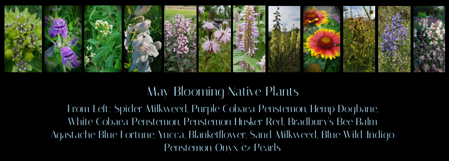 May blooming native plants