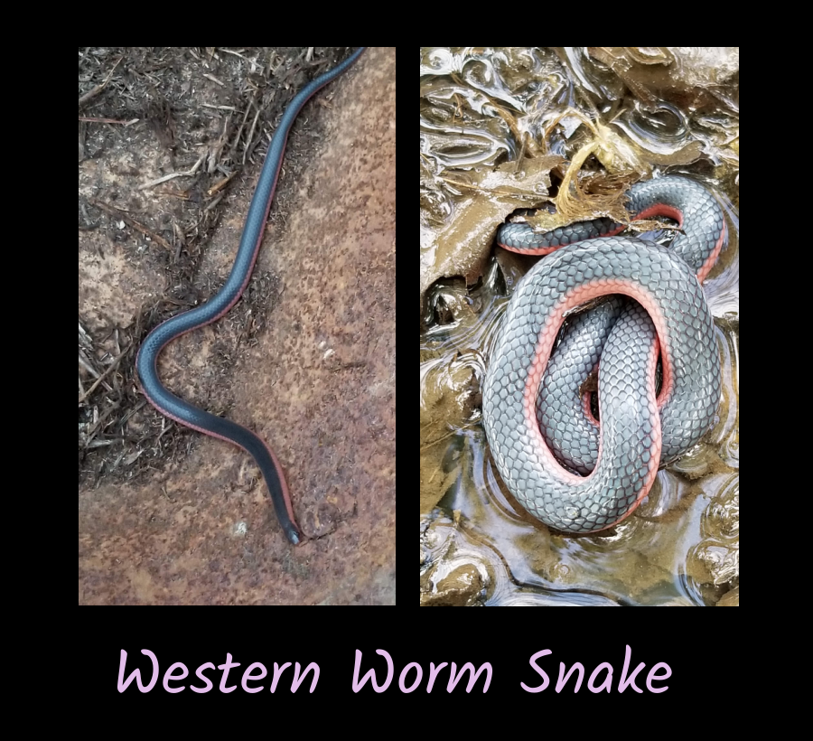 western worm snake