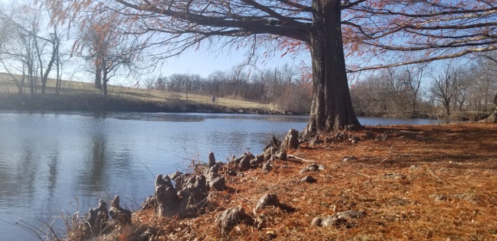 Baldcypress