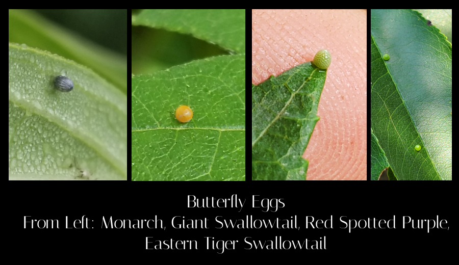 butterfly eggs