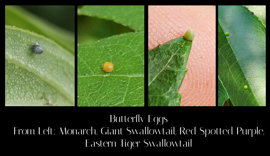 butterfly eggs
