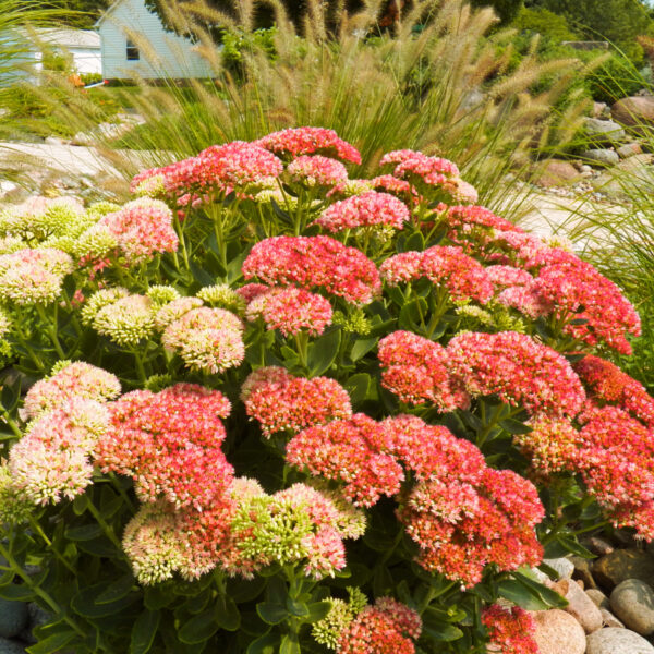 Showy Sedum – October Plant of the Month